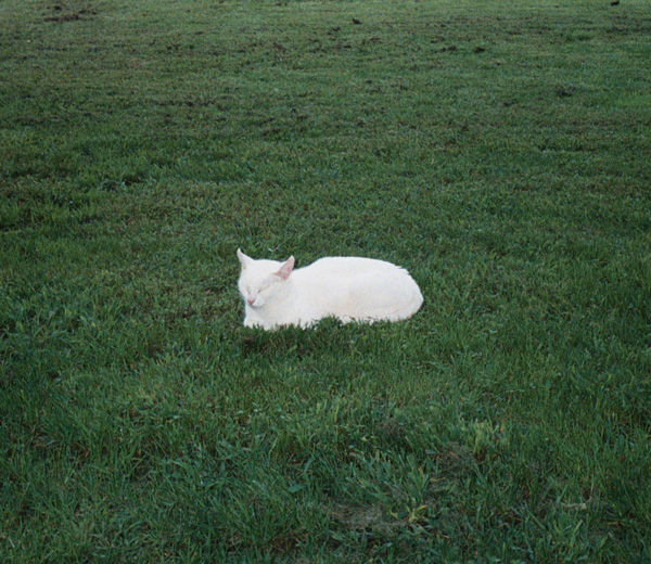 cat