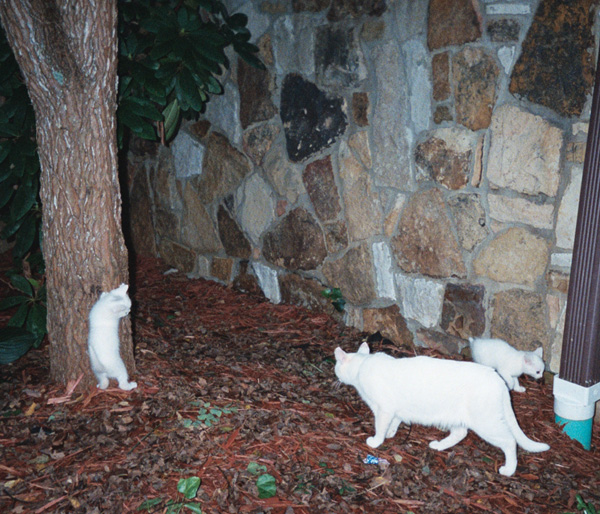 cats