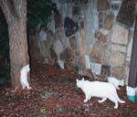 cats